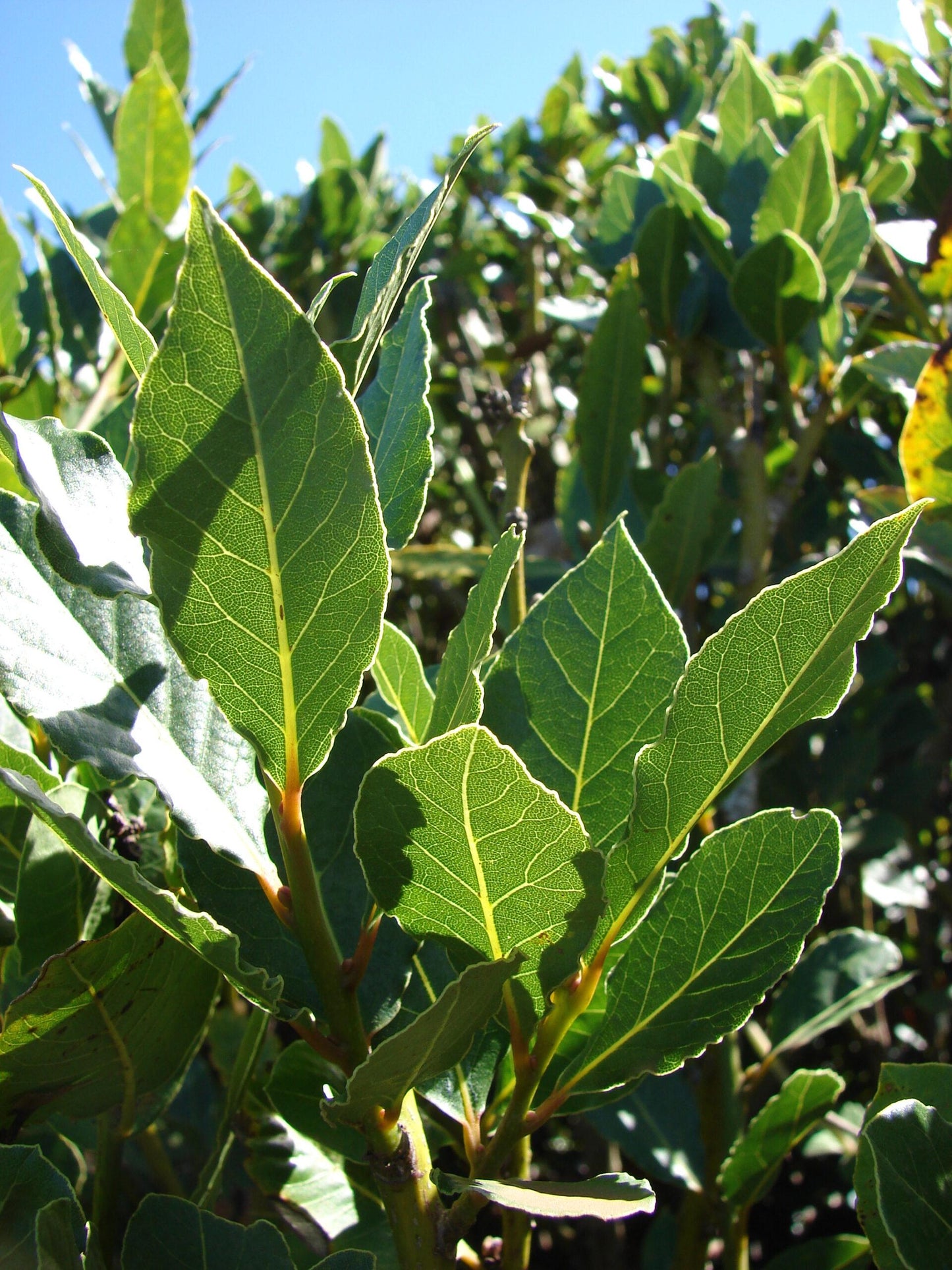 Laurus Nobilis - View 16 from www redcrocus com
