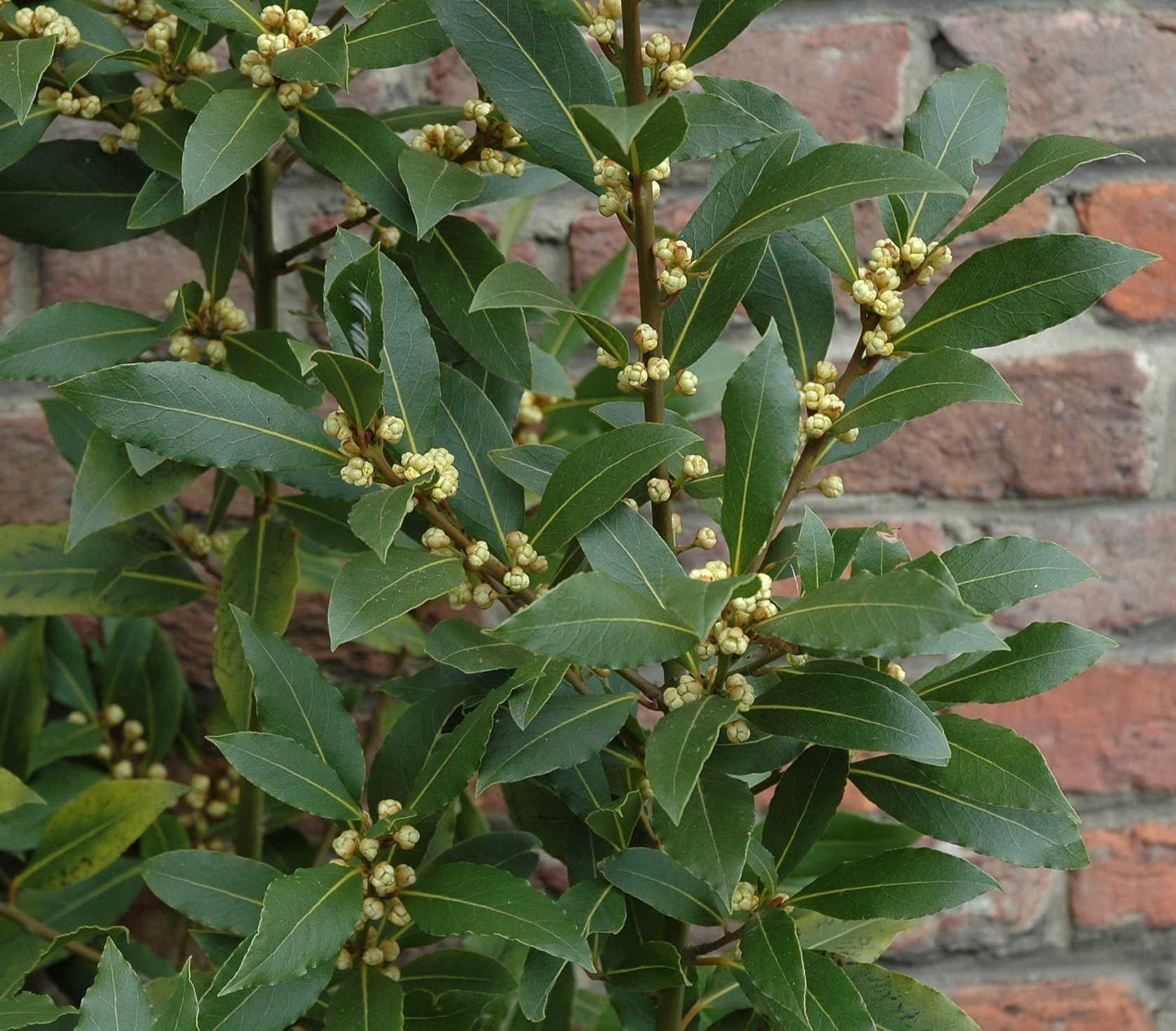 Laurus Nobilis - View 18 from www redcrocus com