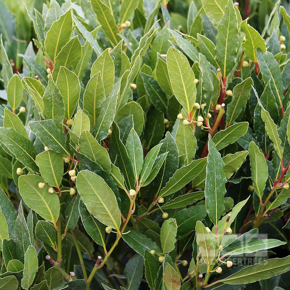 Laurus Nobilis - View 19 from www redcrocus com