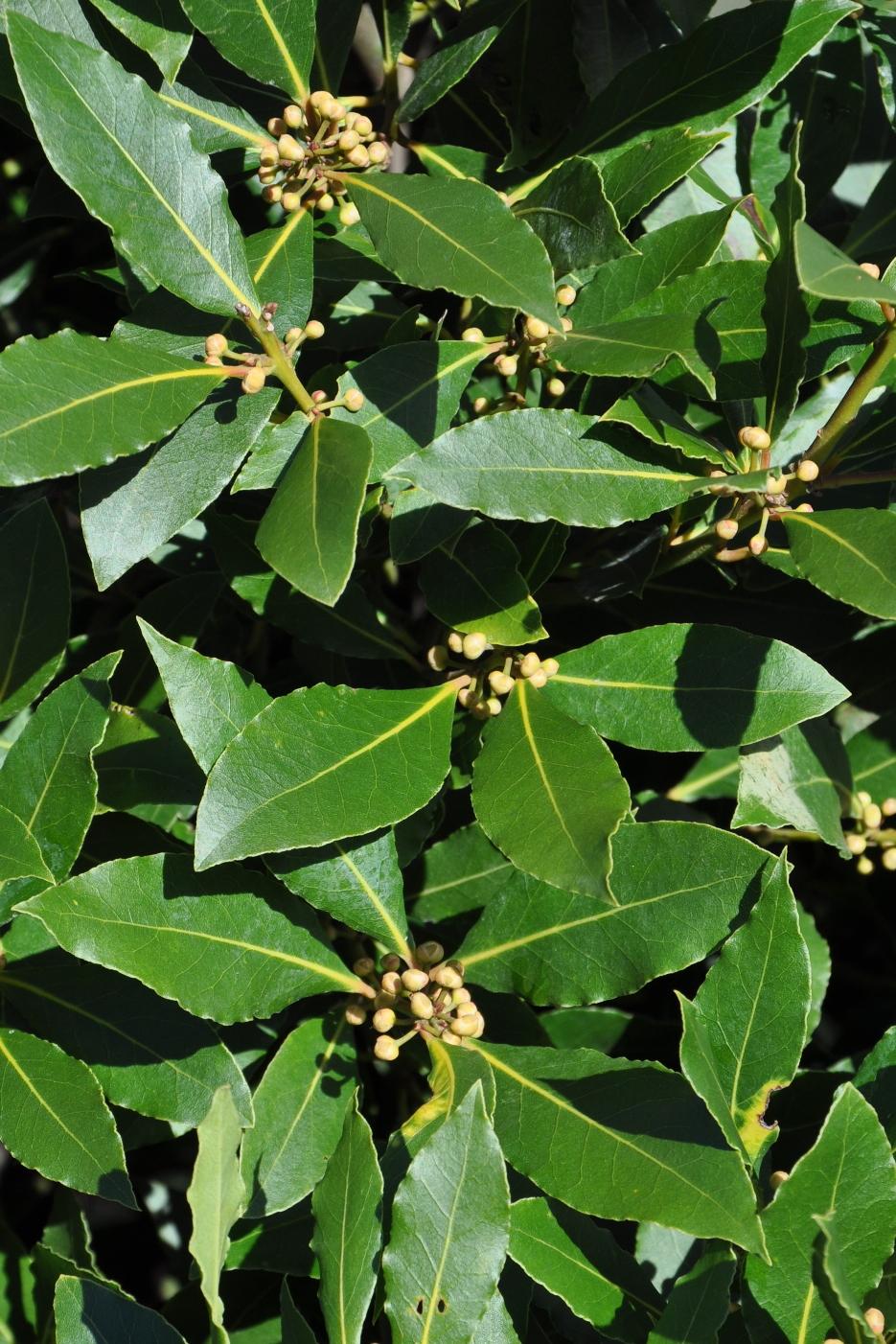 Laurus Nobilis - View 2 from www redcrocus com
