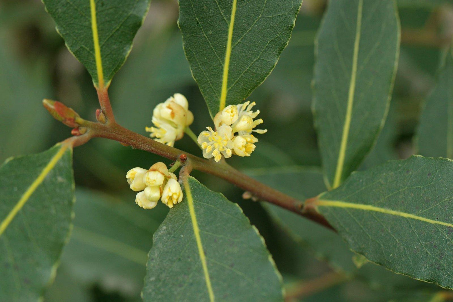 Laurus Nobilis - View 3 from www redcrocus com