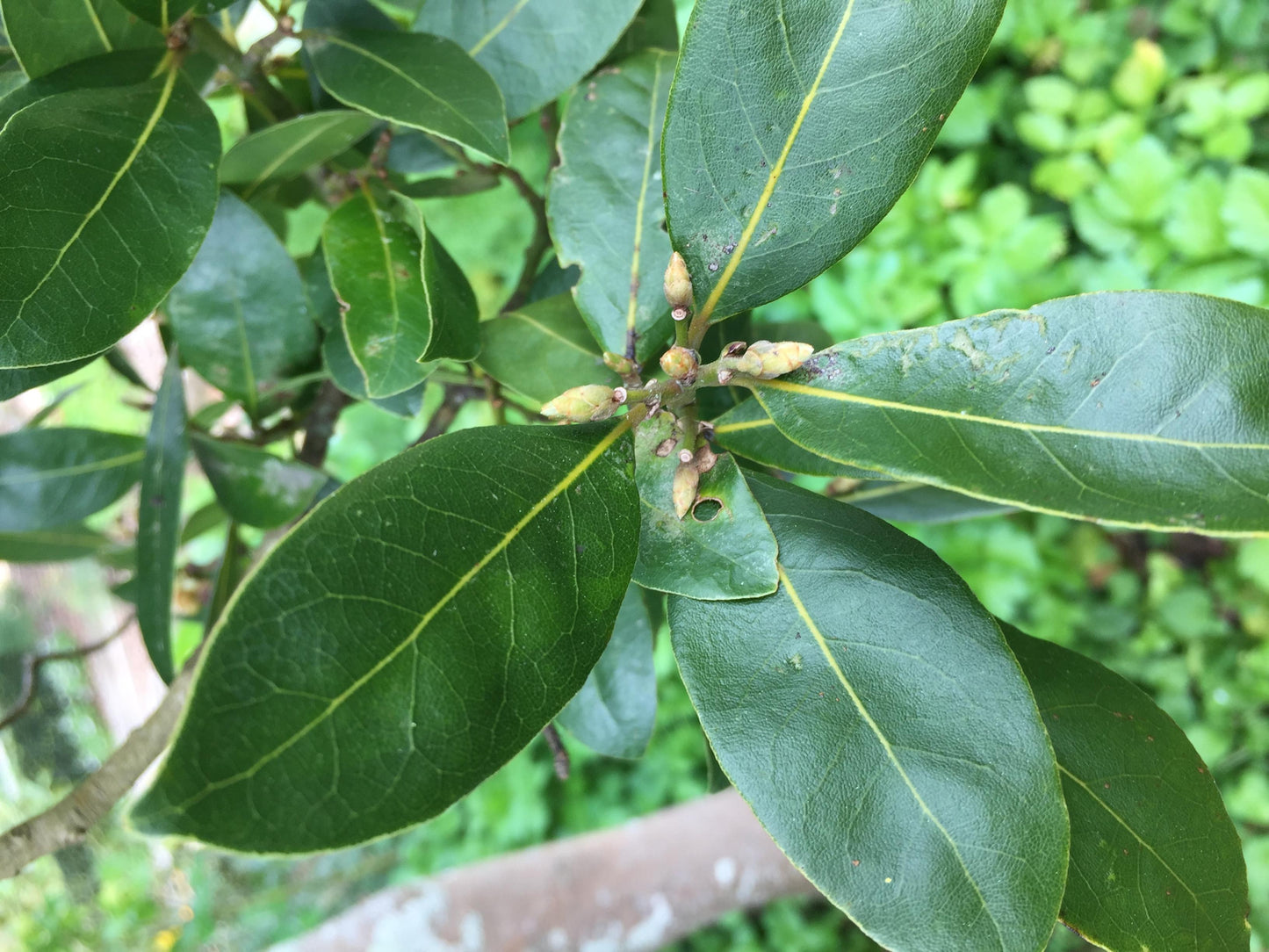 Laurus Nobilis - View 4 from www redcrocus com