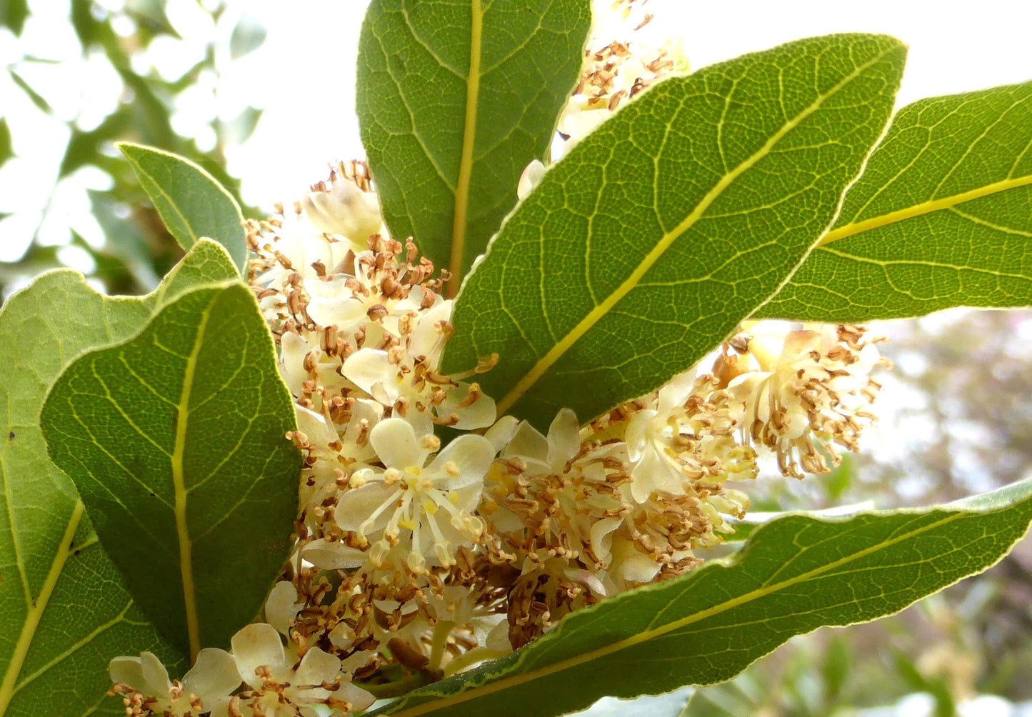 Laurus Nobilis - View 5 from www redcrocus com