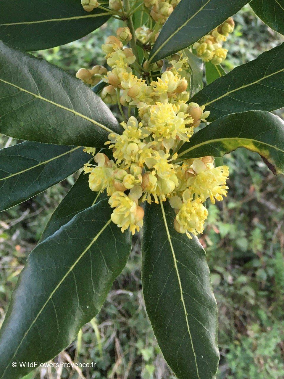 Laurus Nobilis - View 7 from www redcrocus com