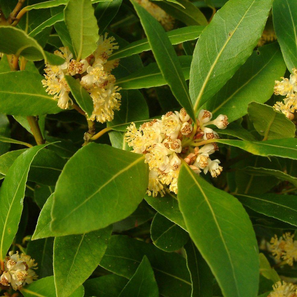 Laurus Nobilis - View 9 from www redcrocus com