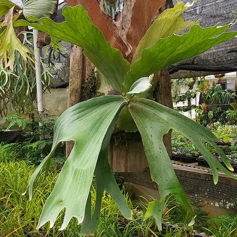 Fern Platycerium Assorted - View 10 from www redcrocus com