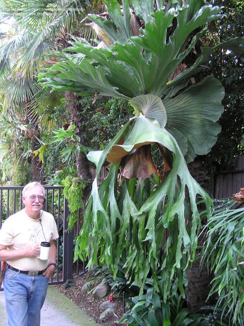 Fern Platycerium Assorted - View 10 from www redcrocus com