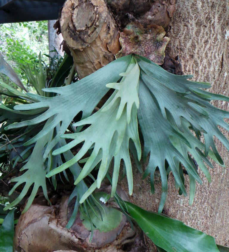 Fern Platycerium Assorted - View 12 from www redcrocus com