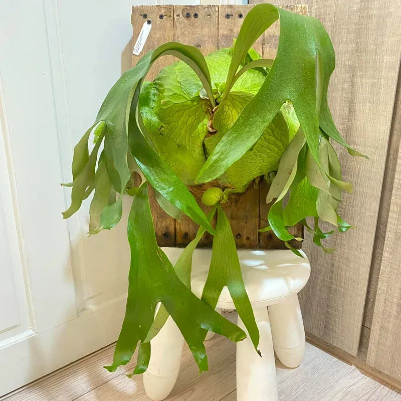 Fern Platycerium Assorted - View 13 from www redcrocus com