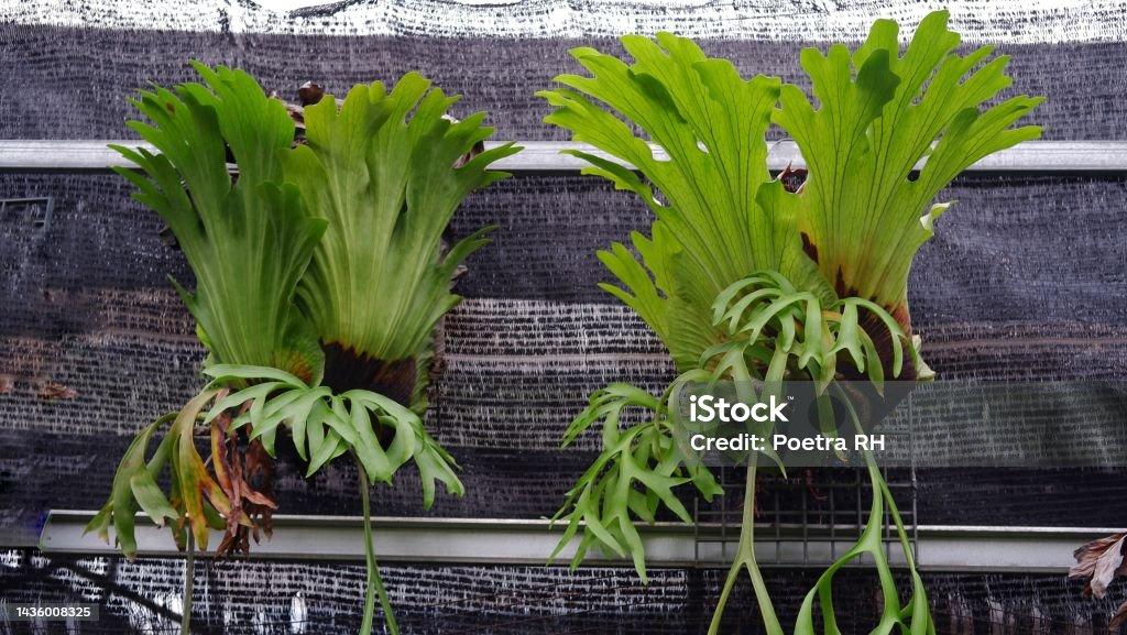 Fern Platycerium Assorted - View 14 from www redcrocus com