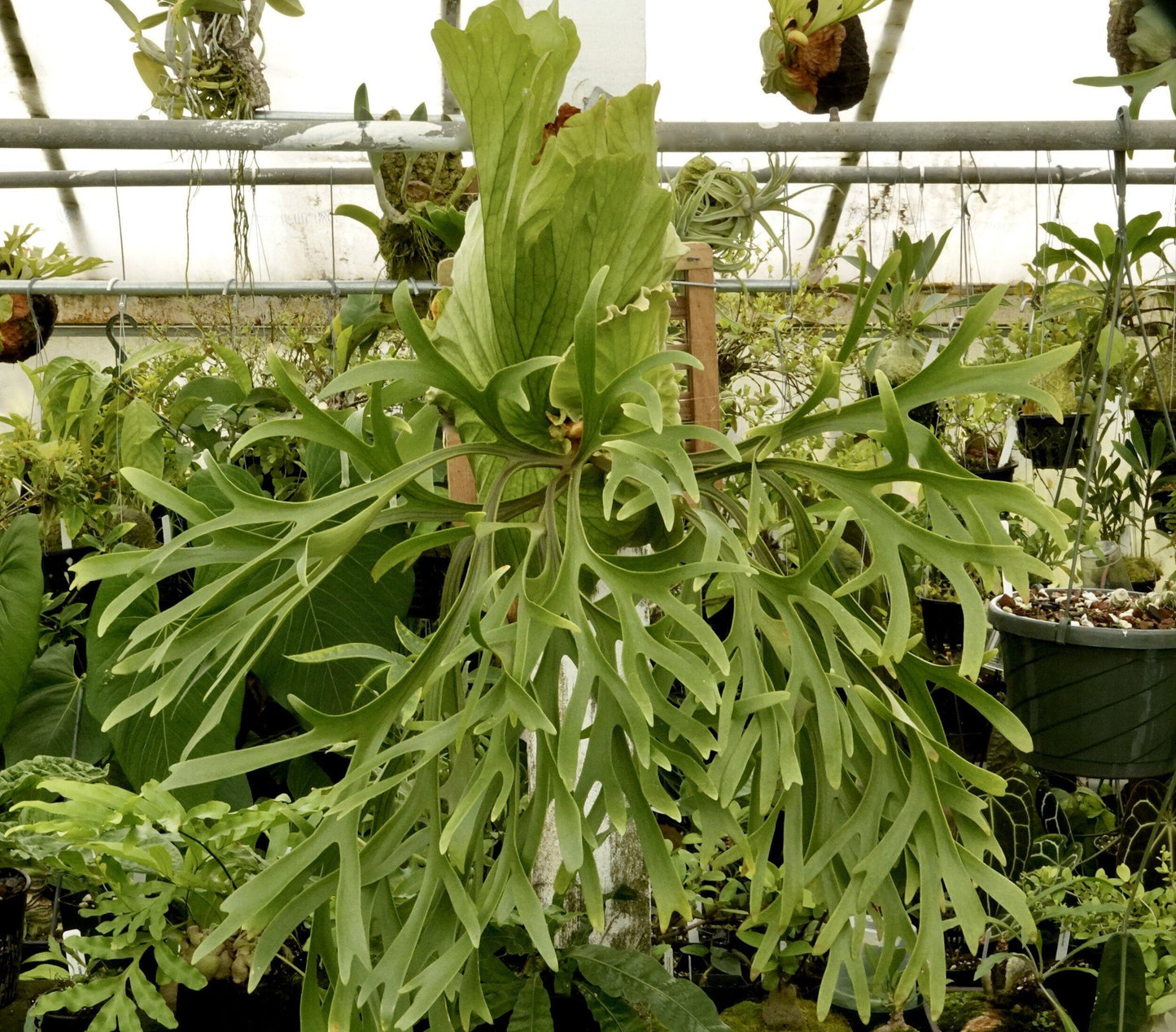 Fern Platycerium Assorted - View 15 from www redcrocus com