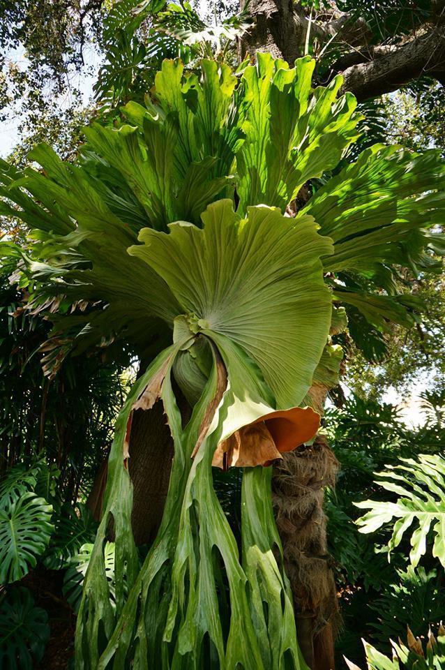 Fern Platycerium Assorted - View 16 from www redcrocus com