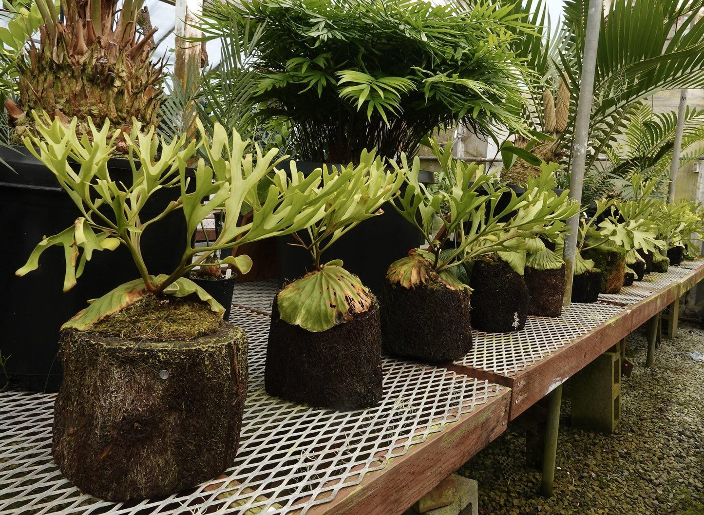 Fern Platycerium Assorted - View 17 from www redcrocus com