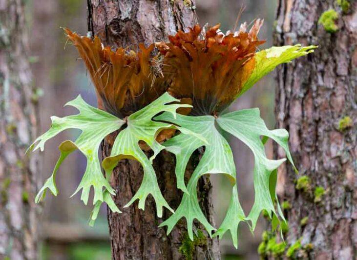 Fern Platycerium Assorted - View 18 from www redcrocus com