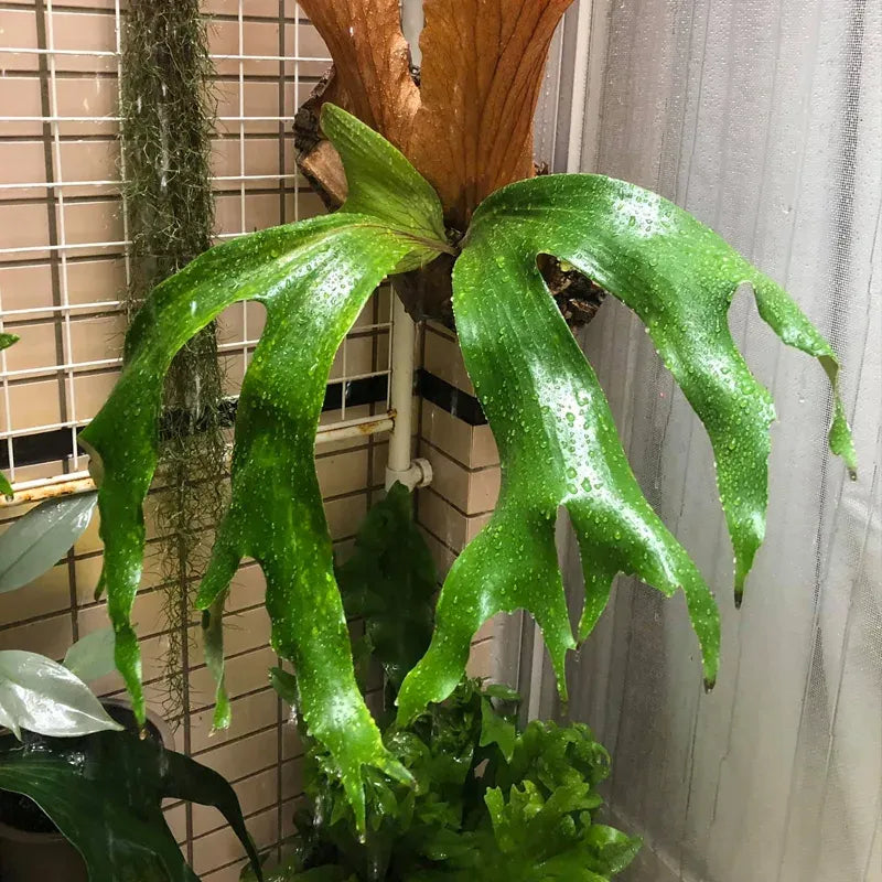 Fern Platycerium Assorted - View 19 from www redcrocus com
