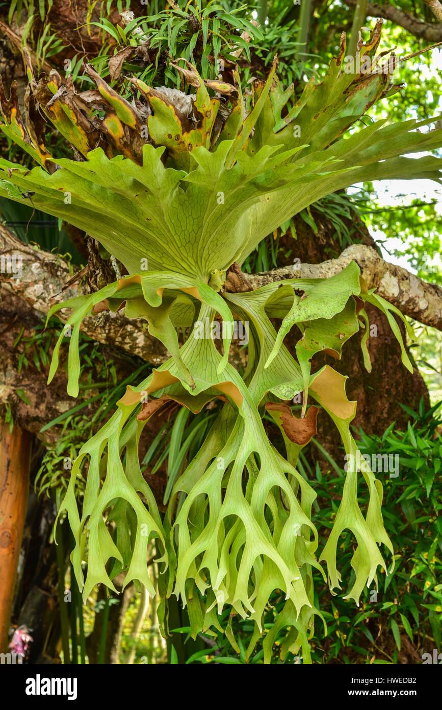 Fern Platycerium Assorted - View 19 from www redcrocus com