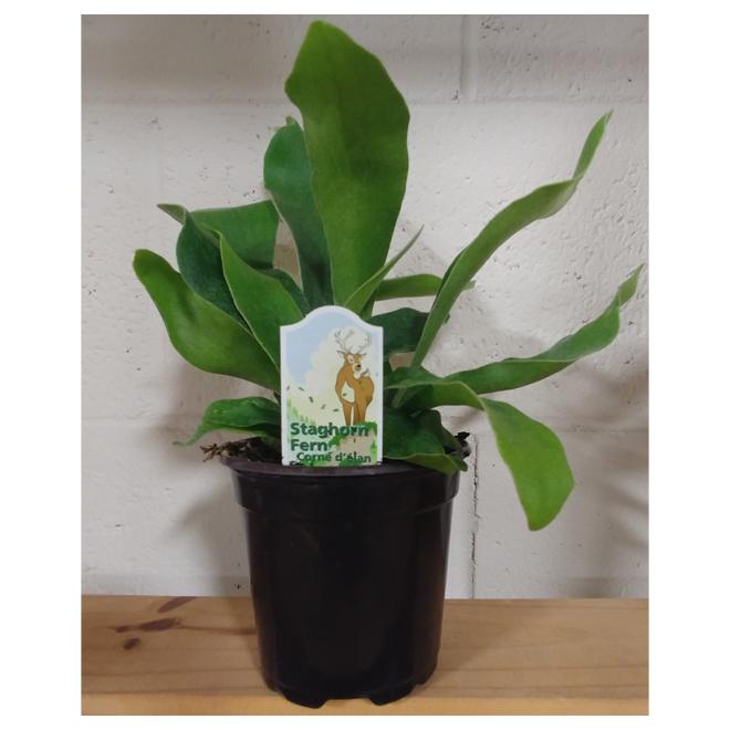 Fern Platycerium Assorted - View 1 from www redcrocus com