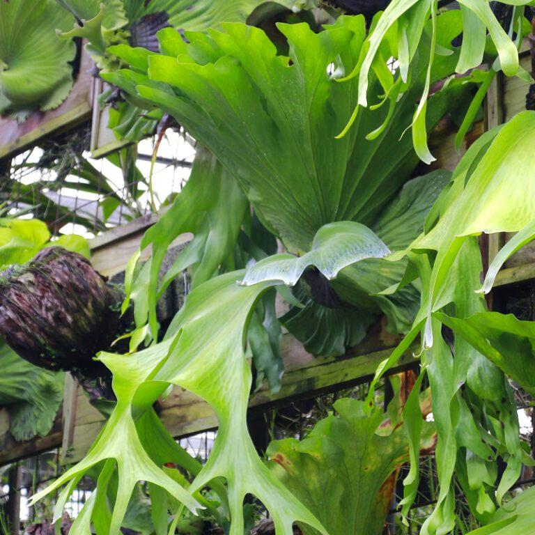 Fern Platycerium Assorted - View 3 from www redcrocus com