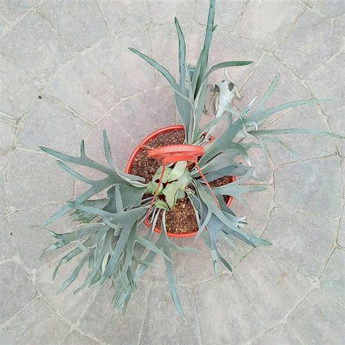 Fern Platycerium Assorted - View 5 from www redcrocus com