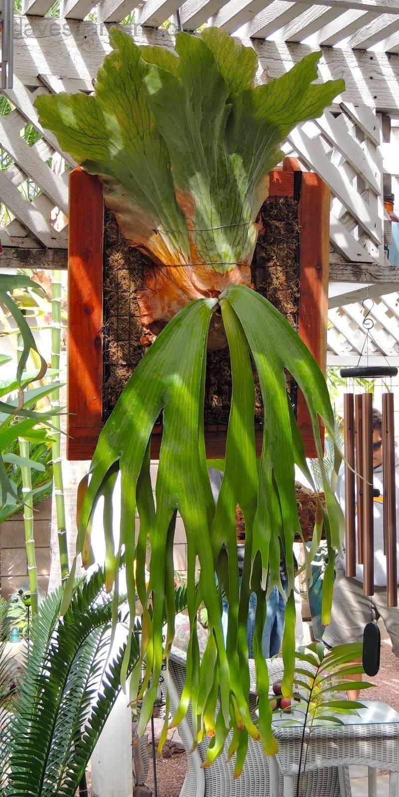Fern Platycerium Assorted - View 6 from www redcrocus com