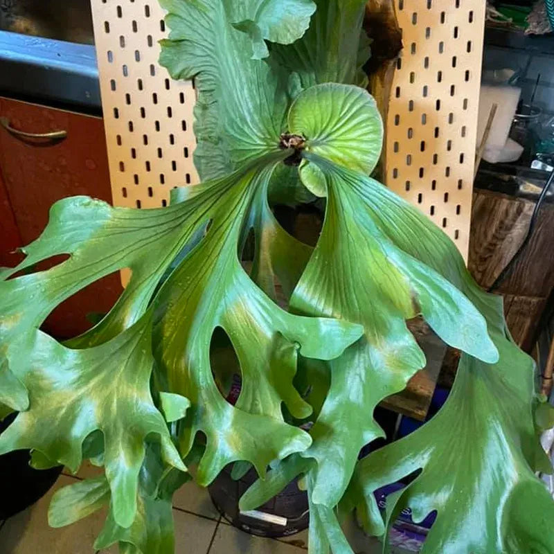 Fern Platycerium Assorted - View 6 from www redcrocus com
