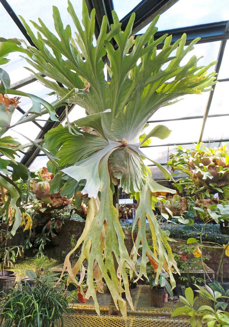 Fern Platycerium Assorted - View 8 from www redcrocus com