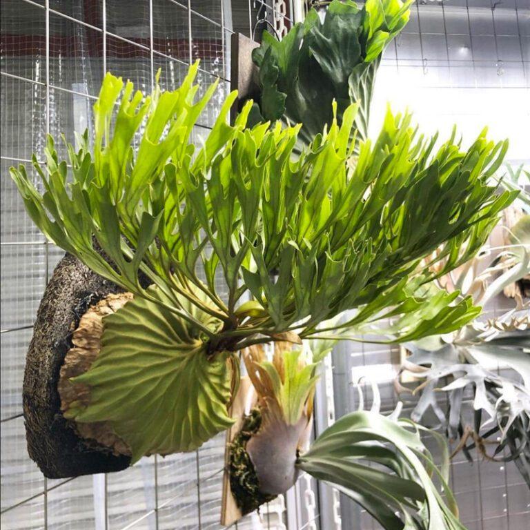 Fern Platycerium Assorted - View 9 from www redcrocus com