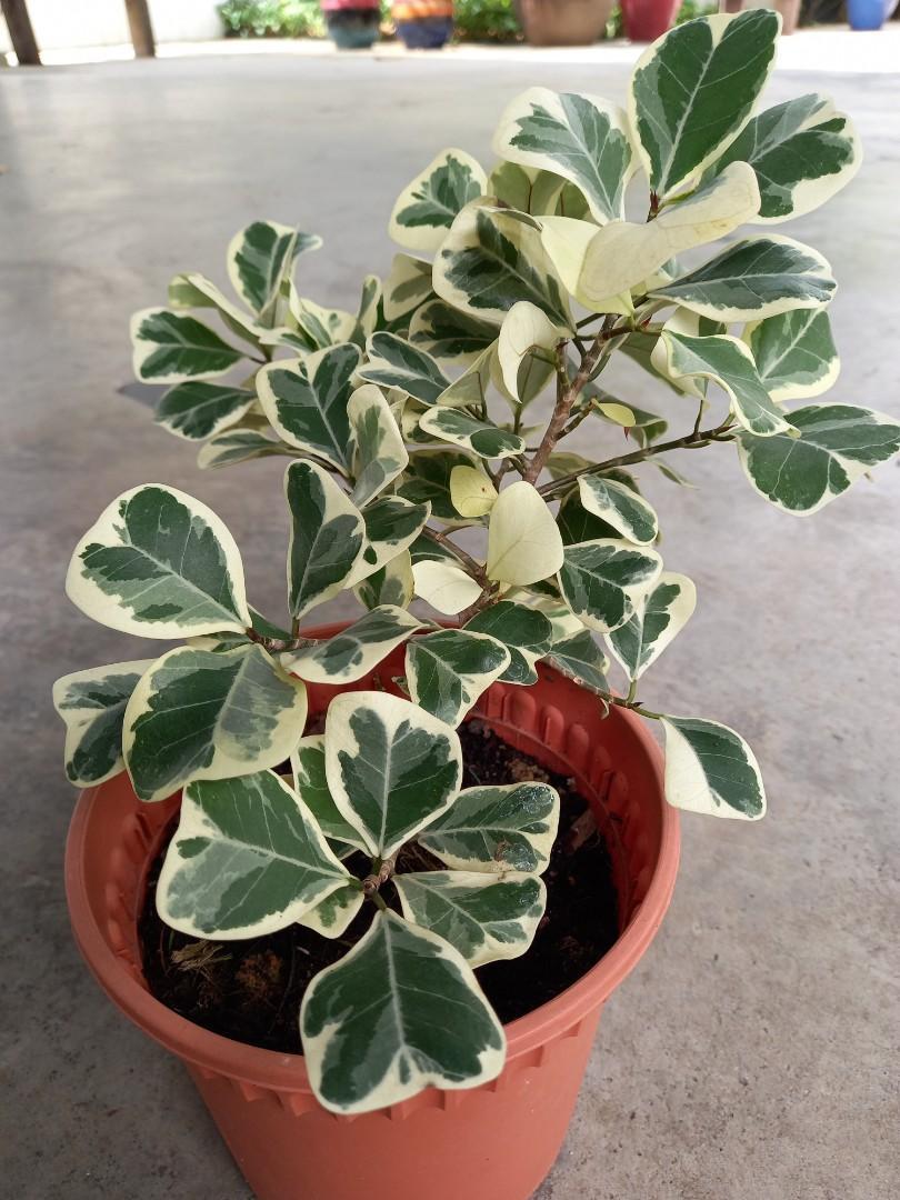 Ficus Assorted - View 11 from www redcrocus com