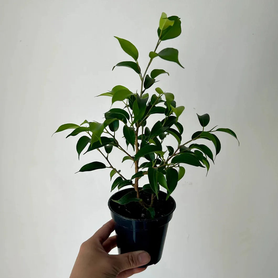 Ficus Assorted - View 16 from www redcrocus com