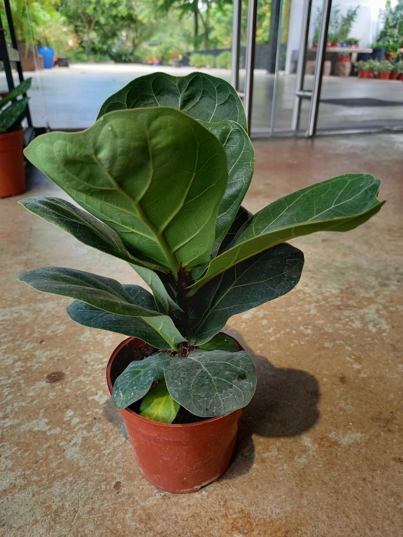 Ficus Assorted - View 6 from www redcrocus com