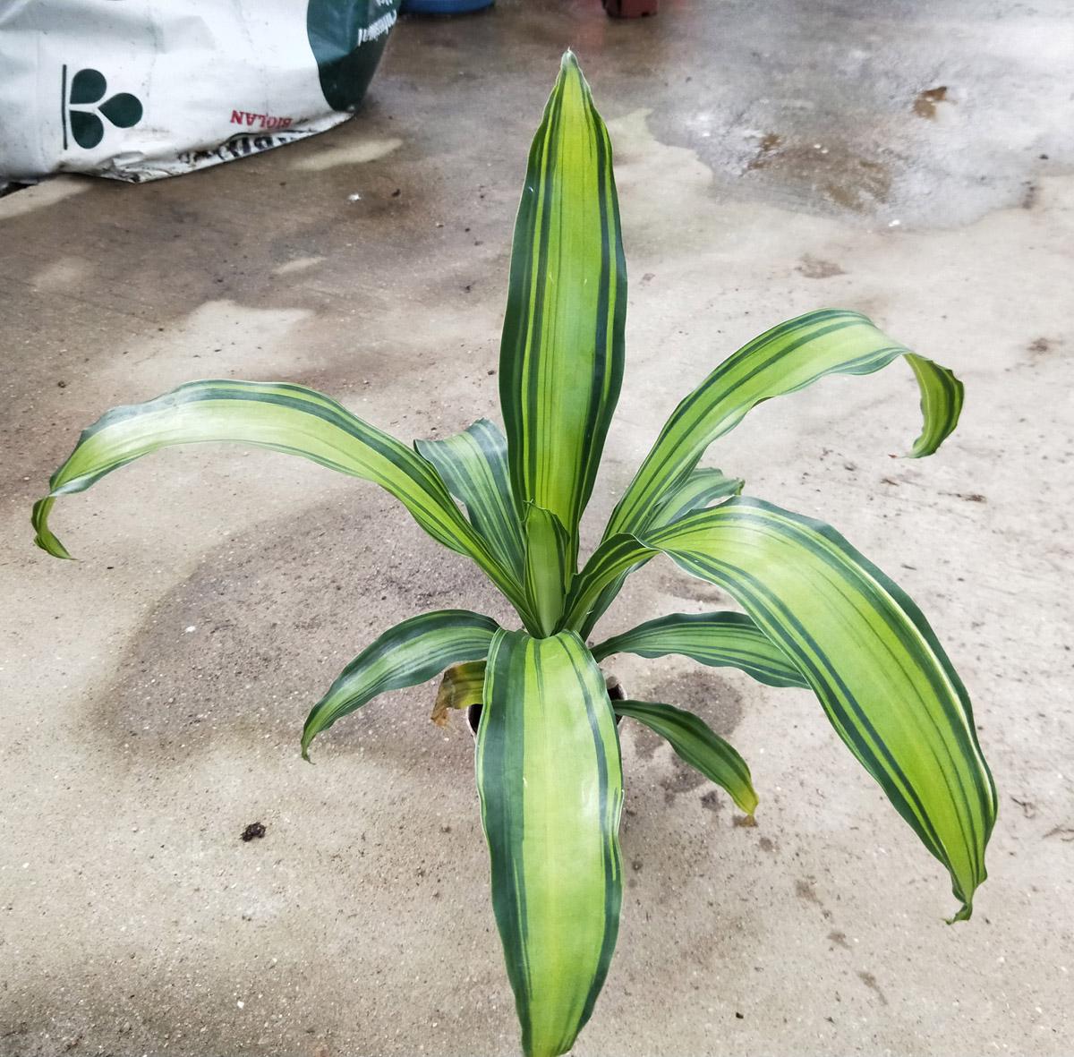 Dracaena Fragrans Marley - View 10 from www redcrocus com