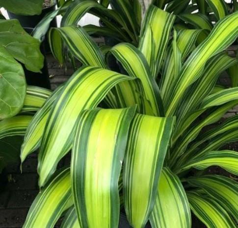 Dracaena Fragrans Marley - View 11 from www redcrocus com