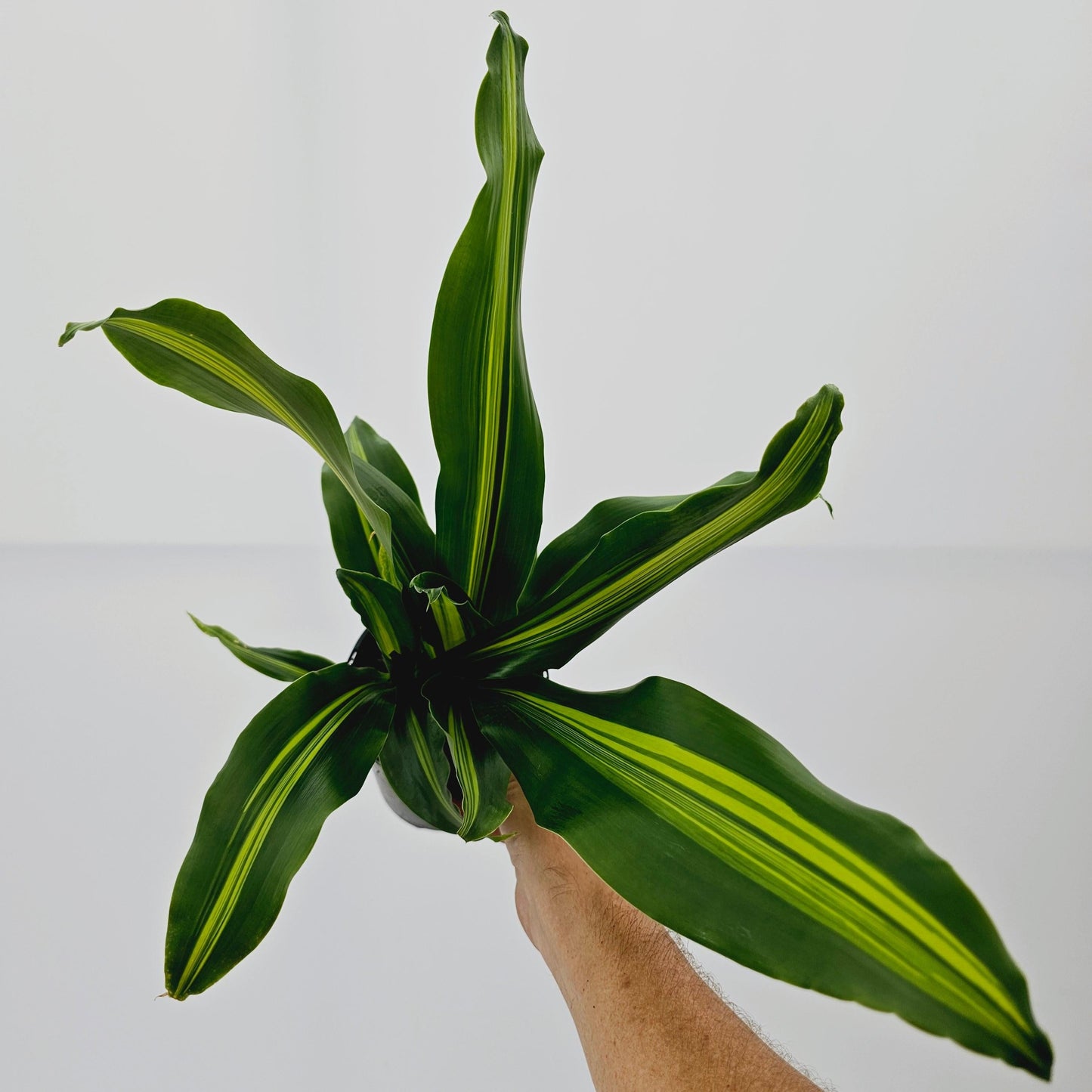 Dracaena Fragrans Marley - View 12 from www redcrocus com