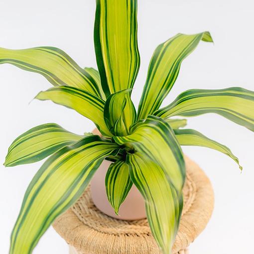 Dracaena Fragrans Marley - View 13 from www redcrocus com