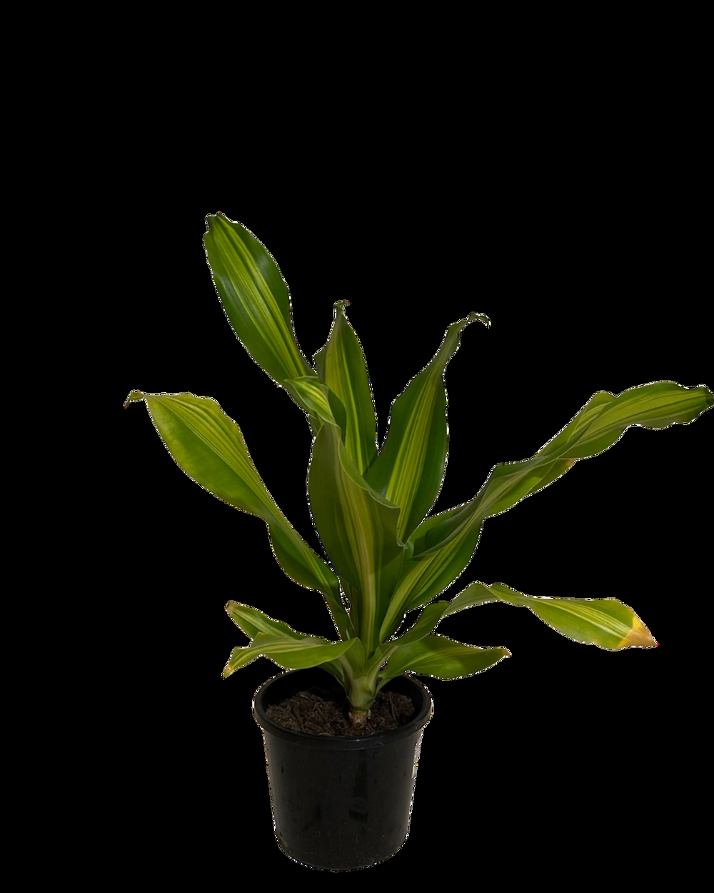 Dracaena Fragrans Marley - View 14 from www redcrocus com