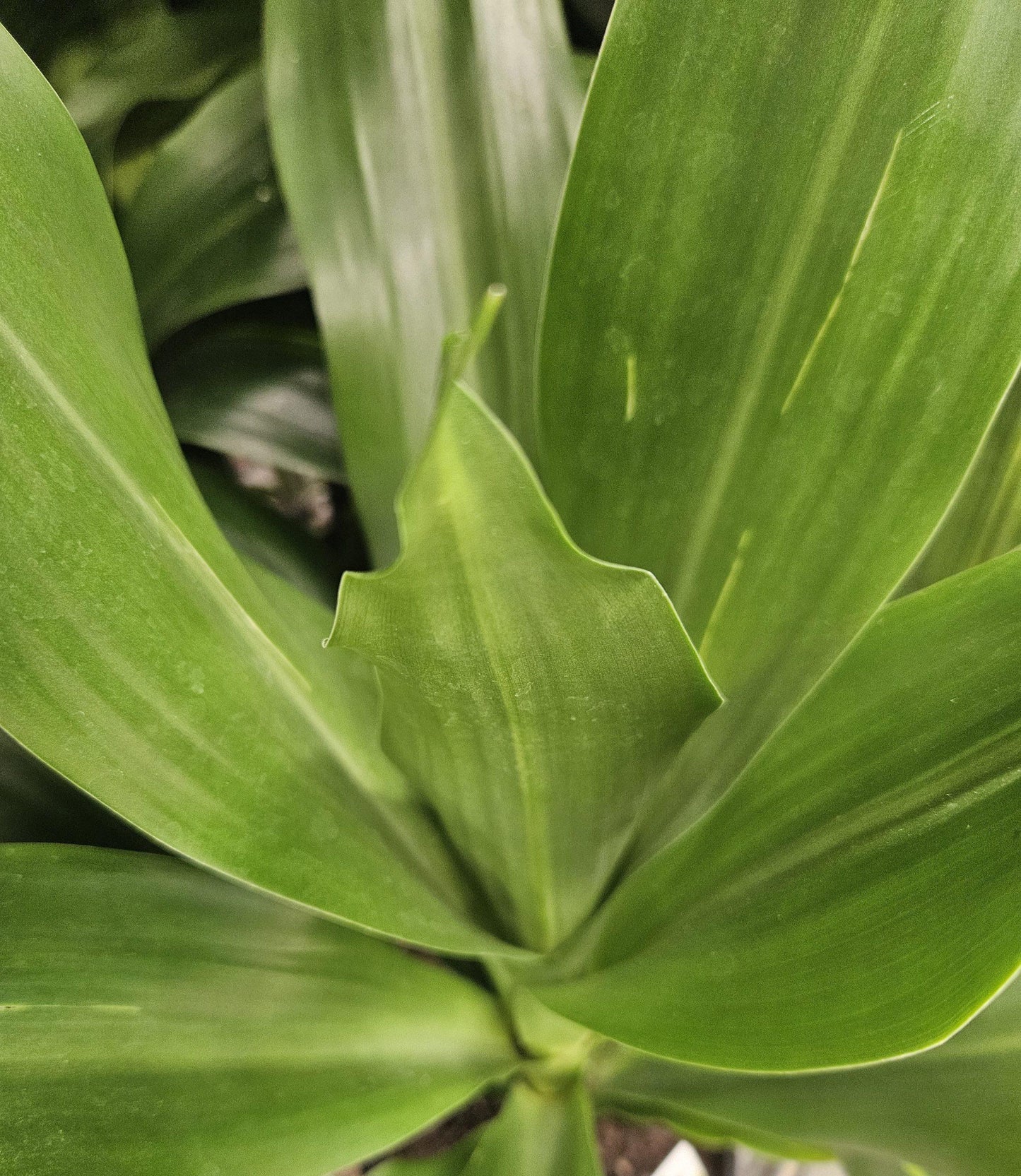 Dracaena Fragrans Marley - View 14 from www redcrocus com