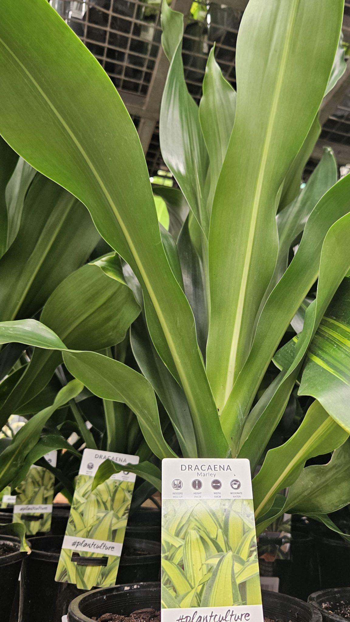 Dracaena Fragrans Marley - View 17 from www redcrocus com
