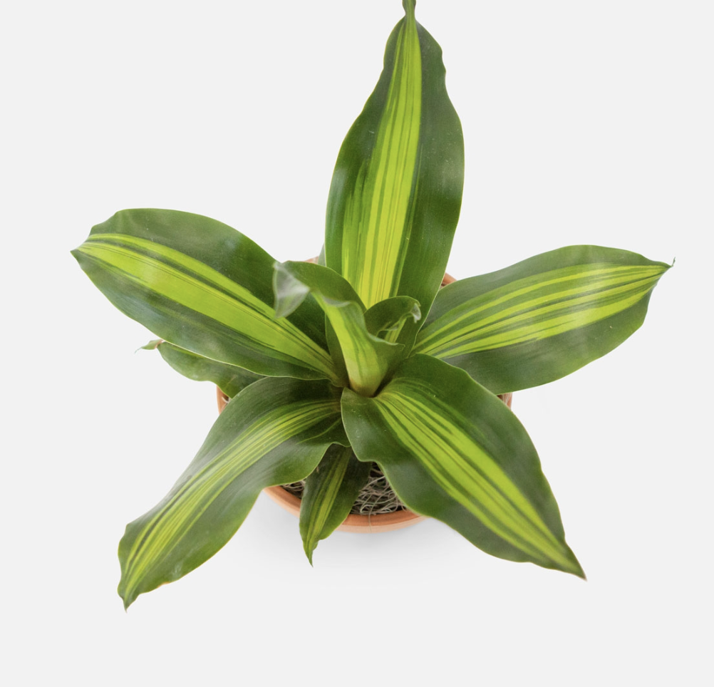 Dracaena Fragrans Marley - View 17 from www redcrocus com