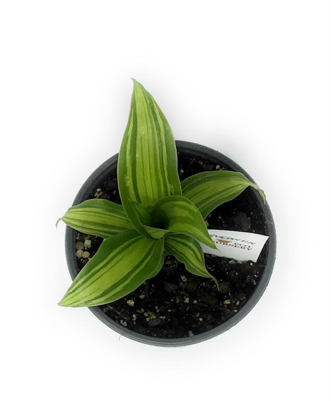 Dracaena Fragrans Marley - View 18 from www redcrocus com
