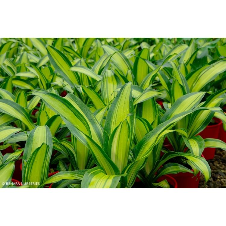 Dracaena Fragrans Marley - View 1 from www redcrocus com