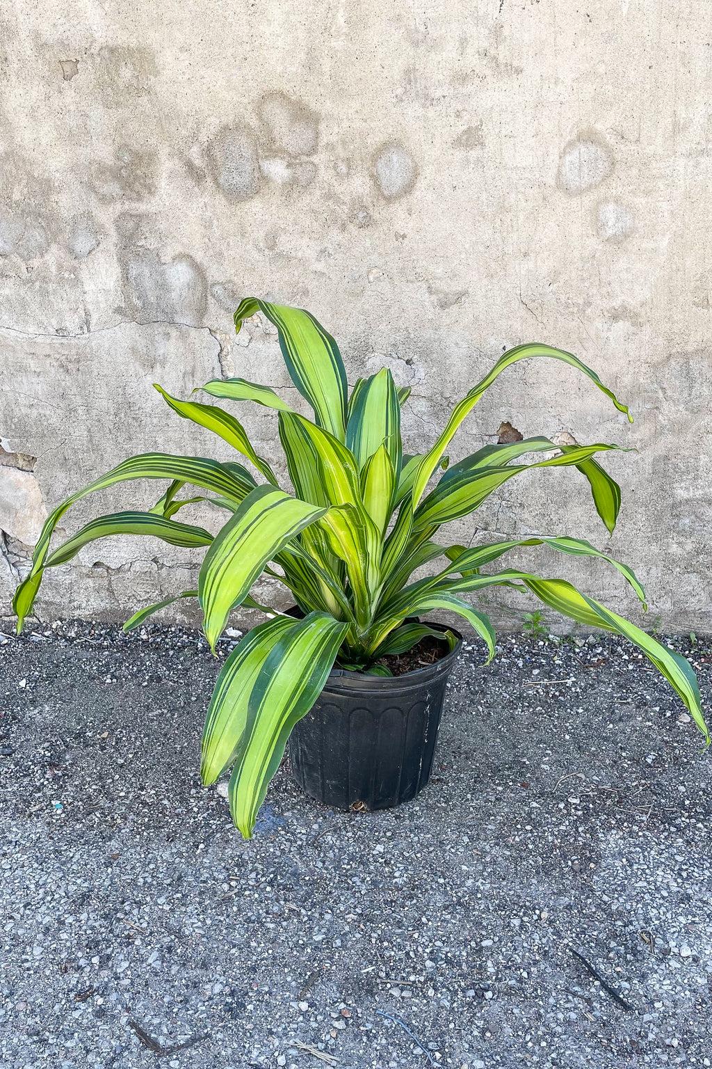 Dracaena Fragrans Marley - View 2 from www redcrocus com