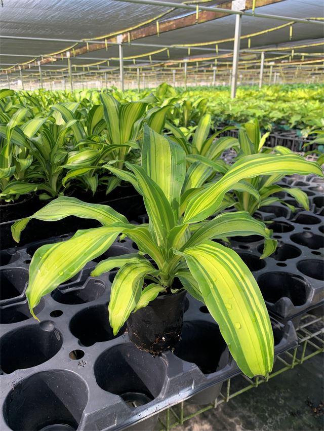 Dracaena Fragrans Marley - View 4 from www redcrocus com