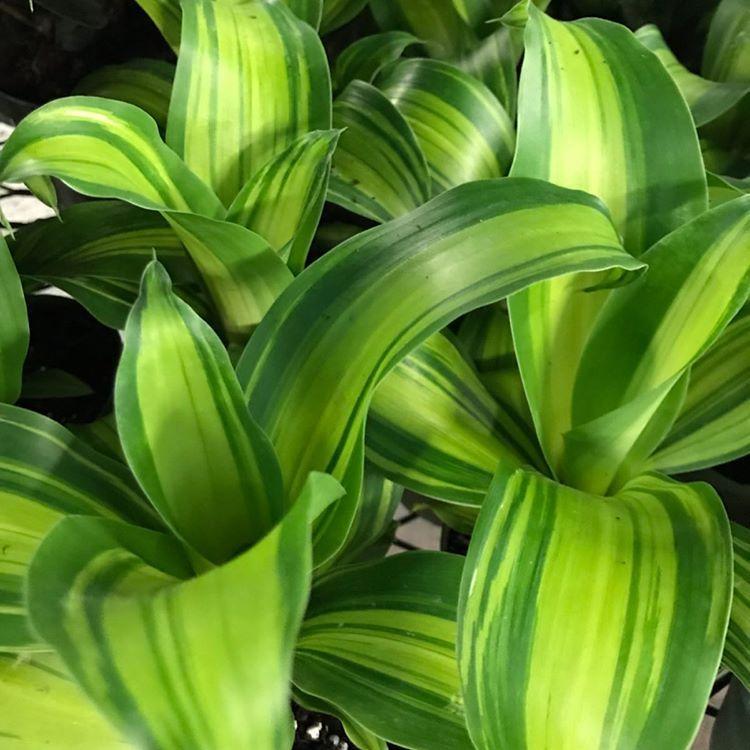 Dracaena Fragrans Marley - View 5 from www redcrocus com