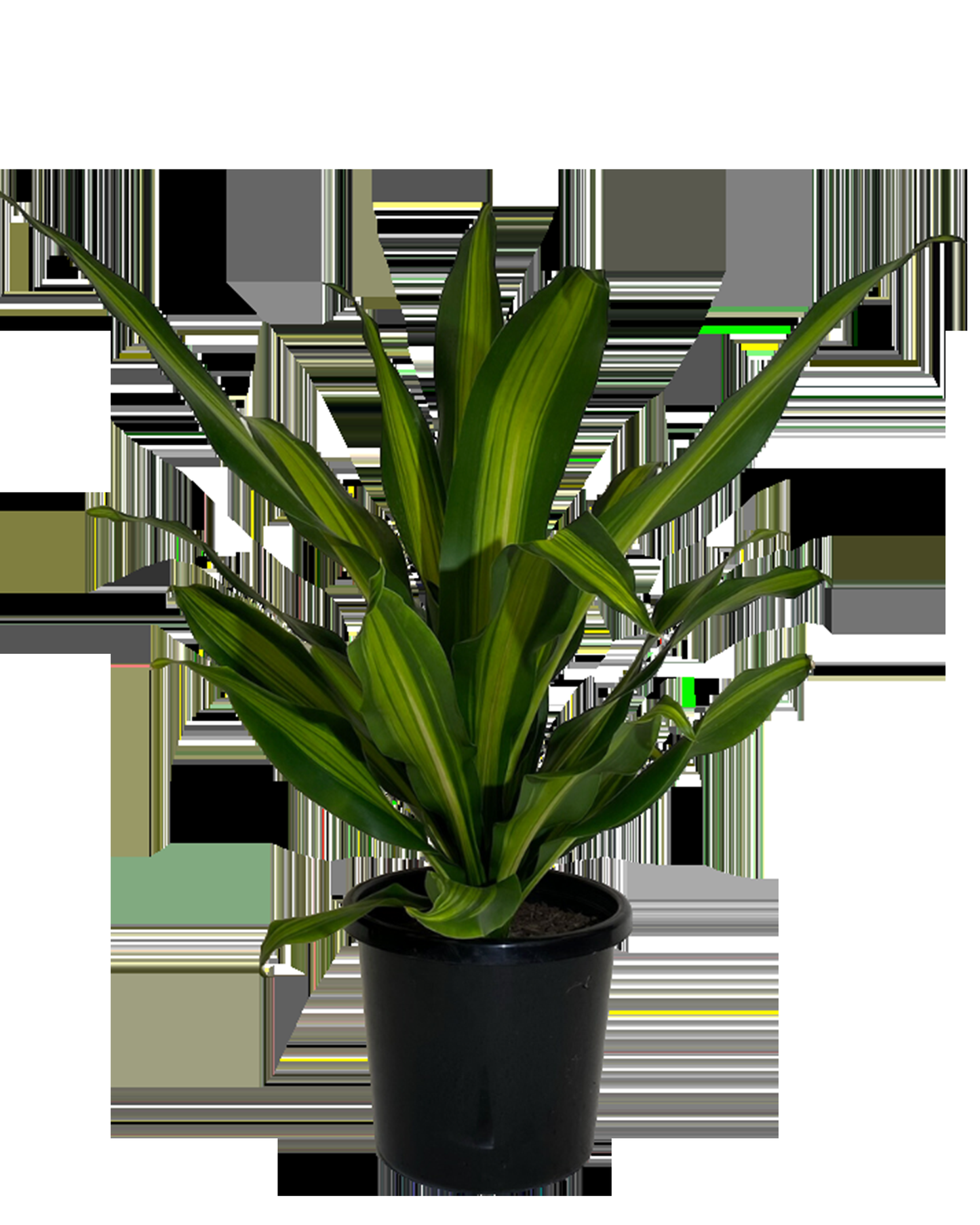 Dracaena Fragrans Marley - View 7 from www redcrocus com