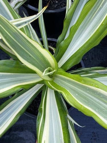 Dracaena Fragrans Marley - View 7 from www redcrocus com