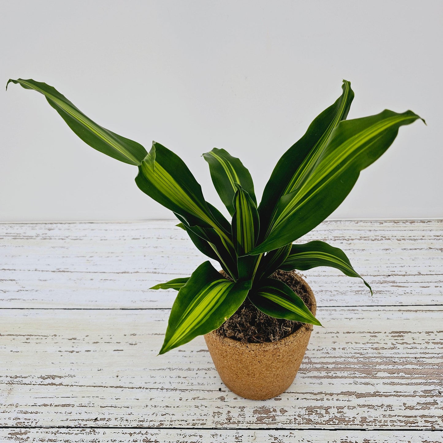 Dracaena Fragrans Marley - View 8 from www redcrocus com