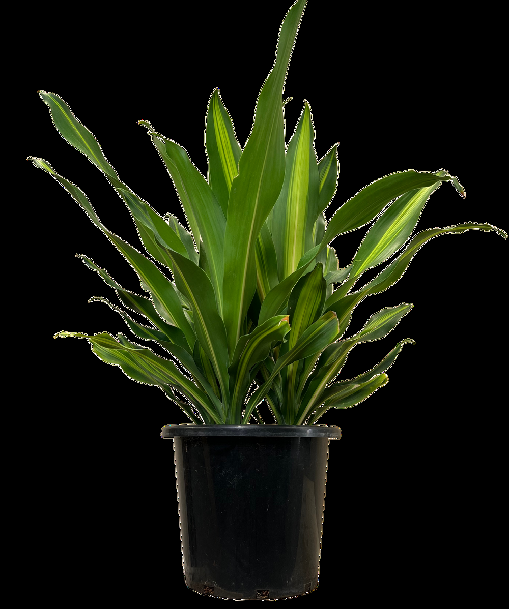 Dracaena Fragrans Marley - View 9 from www redcrocus com