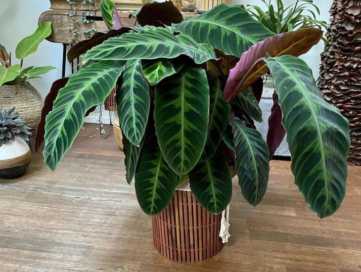 Calathea Warscewiczii - View 10 from www redcrocus com