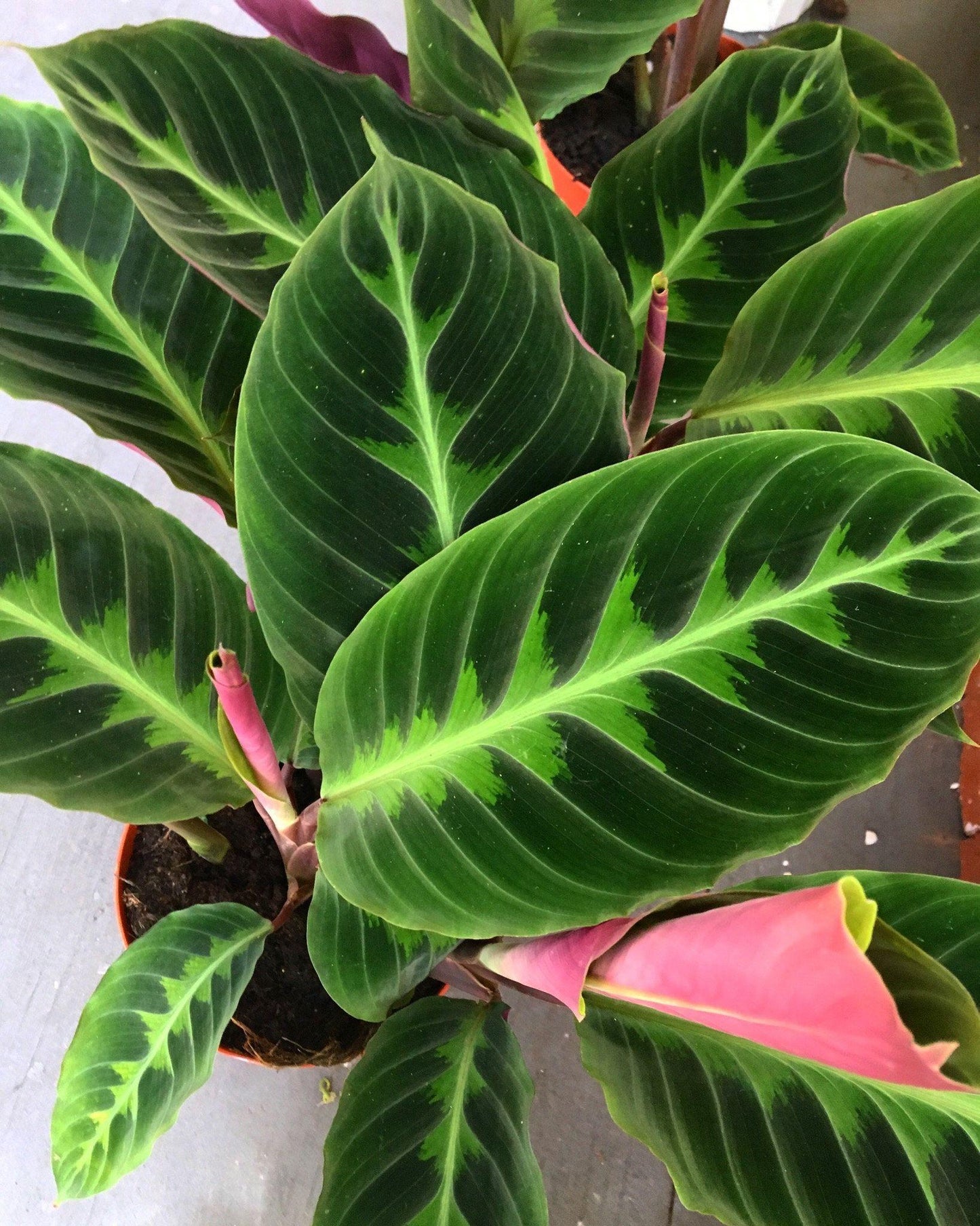 Calathea Warscewiczii - View 12 from www redcrocus com