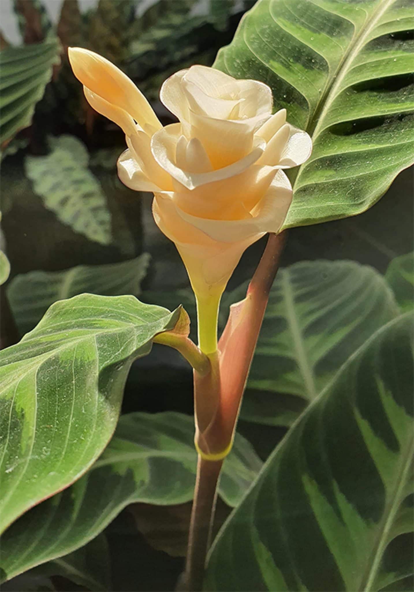 Calathea Warscewiczii - View 14 from www redcrocus com